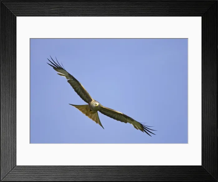 Framed Print : Red Kite - in flight Gigrin Farm, Wales BI003095 Framed Print : Red Kite - in flight Gigrin Farm, Wales BI003095