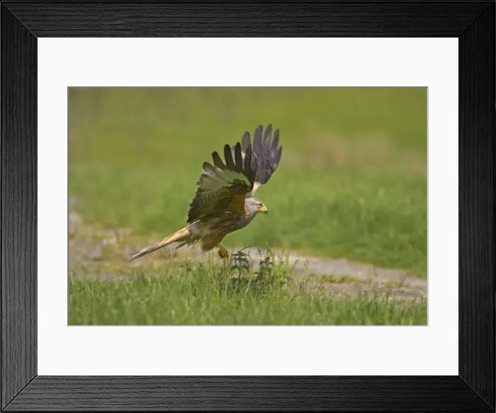 Framed Print : Red Kite - picking up food put down for them Gigrin Farm, Wales BI003125 Framed Print : Red Kite - picking up food put down for them Gigrin Farm, Wales BI003125