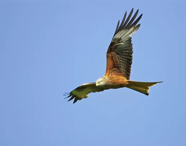 Red Kite - in flight Gigrin Farm, Wales BI003134