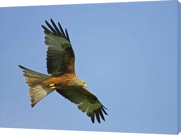 Red Kite - in flight Gigrin Farm, Wales BI003143