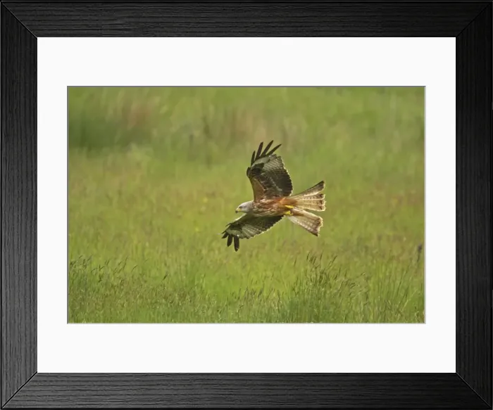 Framed Print : Red Kite - in flight Gigrin Farm, Wales BI003166 Framed Print : Red Kite - in flight Gigrin Farm, Wales BI003166