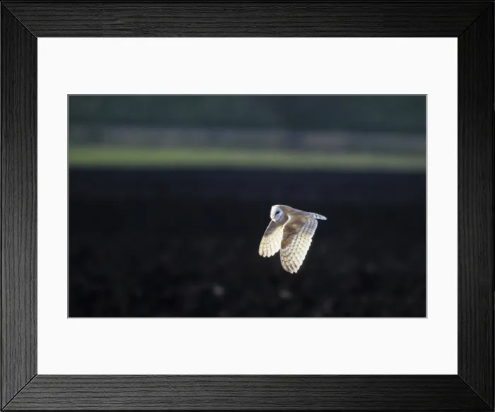 Framed Print : Barn Owl - Hunting Ouse Washes, Norfolk UK BI005861