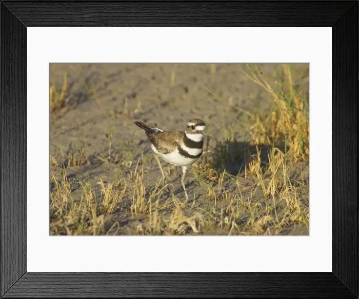 Framed Print : Killdeer on breeding grounds Klamath NWR, California, USA BI003458 Framed Print : Killdeer on breeding grounds Klamath NWR, California, USA BI003458