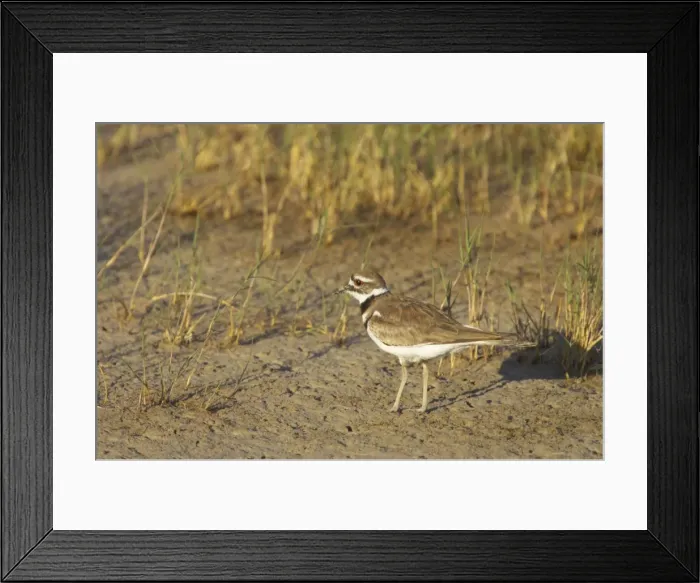 Framed Print : Killdeer on breeding grounds Klamath NWR, California, USA BI003462