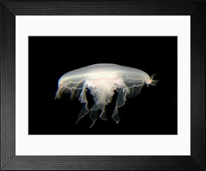 Framed Print : Moon Jelly IN000174 Framed Print : Moon Jelly IN000174