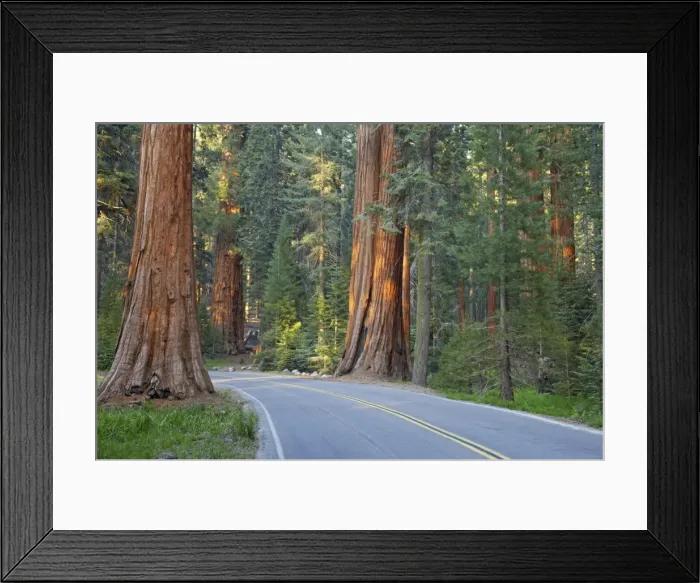 Framed Print : Road through Giant Sequoias Sequoia NP, California, USA LA000644