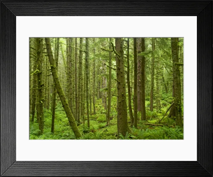 Framed Print : Moss Covered Coastal Forest Ecola State Park, North Oregon Coast, USA LA001055 Framed Print : Moss Covered Coastal Forest Ecola State Park, North Oregon Coast, USA LA001055