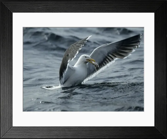 Framed Print : Great Black-Backed Gull - With fish North Sea, UK BI005601 Framed Print : Great Black-Backed Gull - With fish North Sea, UK BI005601