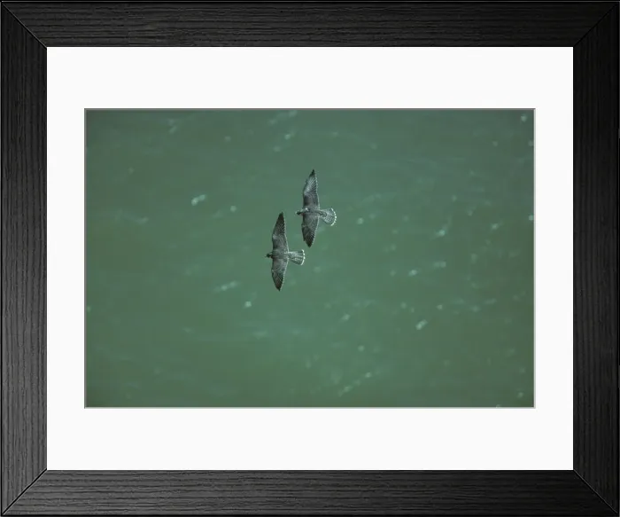 Framed Print : Peregrine Falcon - Two in Flight over Sea South Coast, UK BI006915 Framed Print : Peregrine Falcon - Two in Flight over Sea South Coast, UK BI006915