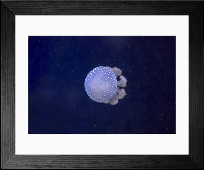 Framed Print : White-Spotted Jellyfish Phyllorhiza punctata IN000663 Framed Print : White-Spotted Jellyfish Phyllorhiza punctata IN000663