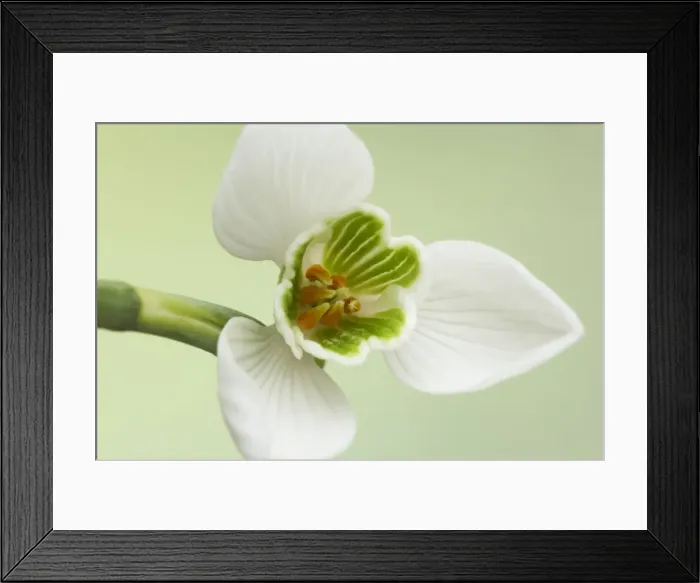 Framed Print : Snowdrop Galanthus nivalis Garden, Essex, UK PL001212 Framed Print : Snowdrop Galanthus nivalis Garden, Essex, UK PL001212