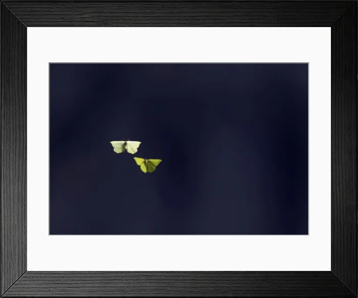 Framed Print : Brimstone Butterfly - Mating dance Gonepteryx rhamni Pyrenees, Spain IN000213 Framed Print : Brimstone Butterfly - Mating dance Gonepteryx rhamni Pyrenees, Spain IN000213