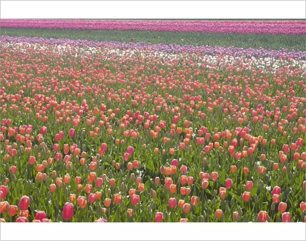 Tulip Fields Netherlands PL001928