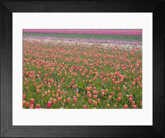 Framed Print : Tulip Fields Netherlands PL001928 Framed Print : Tulip Fields Netherlands PL001928