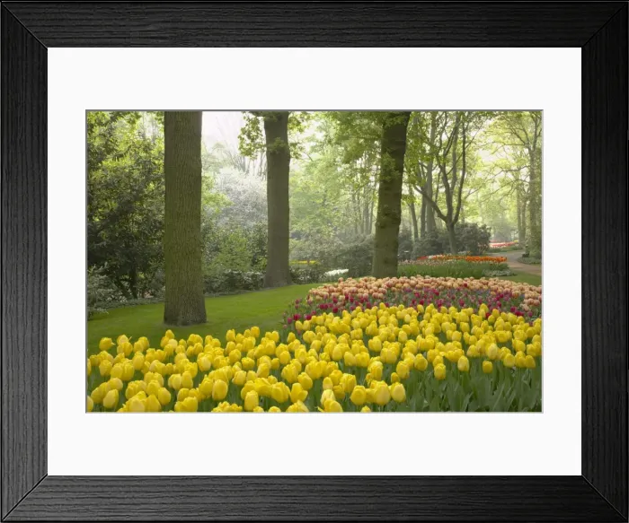 Framed Print : Keukenhof Gardens in Spring Tulip Beds and Other Spring Flowers Netherlands PL001562 Framed Print : Keukenhof Gardens in Spring Tulip Beds and Other Spring Flowers Netherlands PL001562