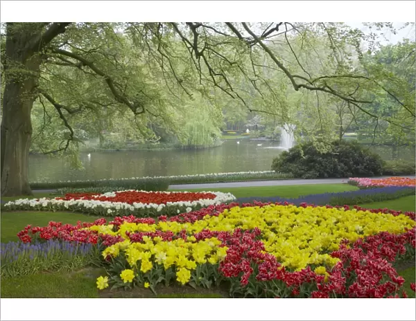 Keukenhof Gardens in Spring Tulip Beds and Other Spring Flowers Netherlands PL001556