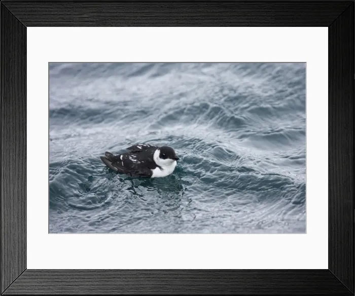 Framed Print : Little Auk - At Sea in Winter Alle alle Varanger Fjord, Norway BI013775 Framed Print : Little Auk - At Sea in Winter Alle alle Varanger Fjord, Norway BI013775