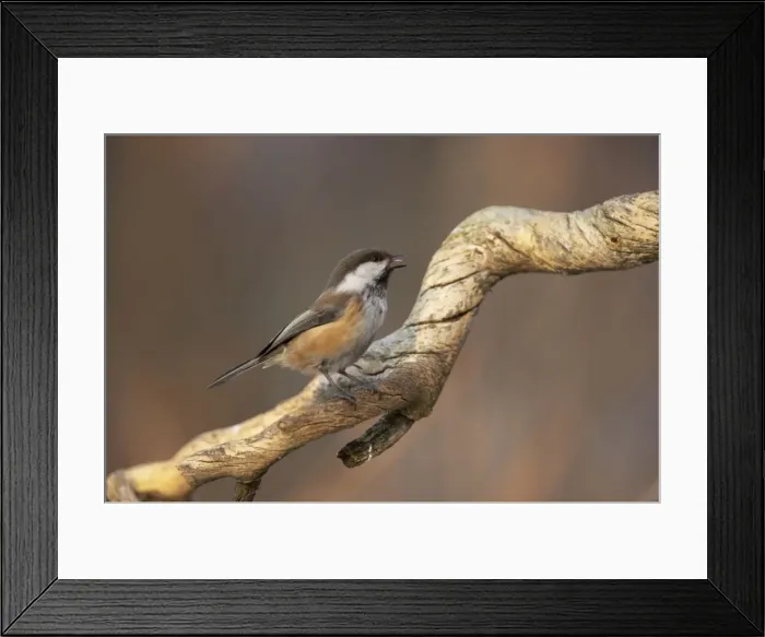 Framed Print : Siberian Tit - Singing Parus cinctus Finnish Lapland BI013862 Framed Print : Siberian Tit - Singing Parus cinctus Finnish Lapland BI013862