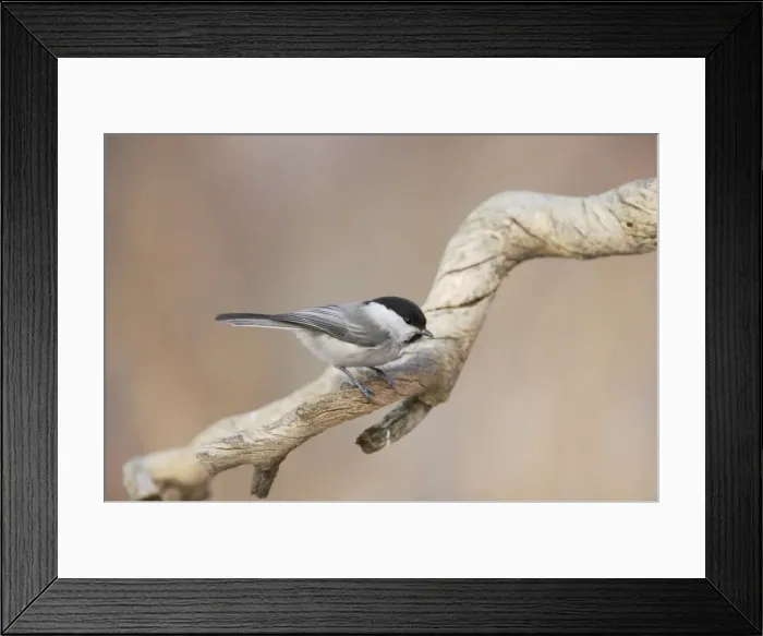 Framed Print : Willow Tit Parus palustris Finnish Lapland BI013864 Framed Print : Willow Tit Parus palustris Finnish Lapland BI013864
