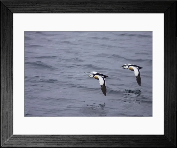 Framed Print : Steller's Eider - Drake in flight Polysticta stelleri Varanger Fjord, Norway BI013879