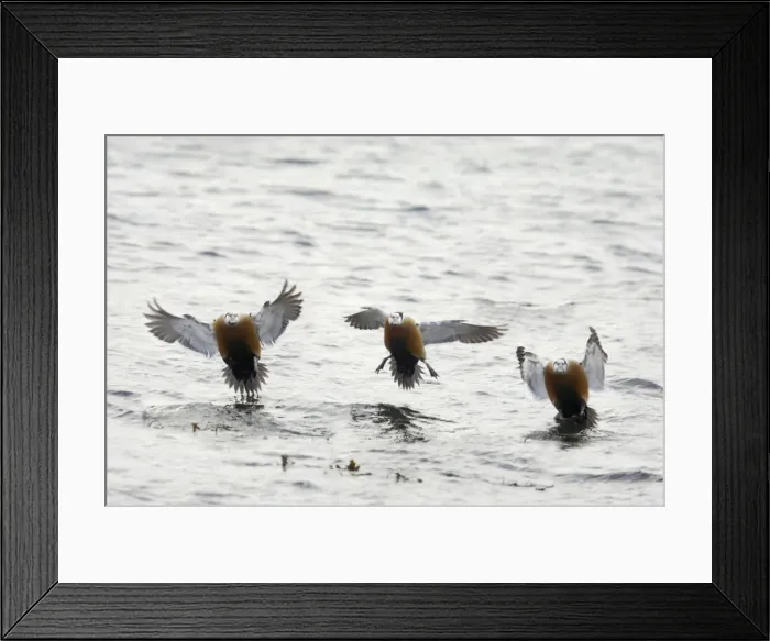 Framed Print : Steller's Eider - Drake coming in to land Polysticta stelleri Varanger Fjord, Norway BI013893 Framed Print : Steller's Eider - Drake coming in to land Polysticta stelleri Varanger Fjord, Norway BI013893