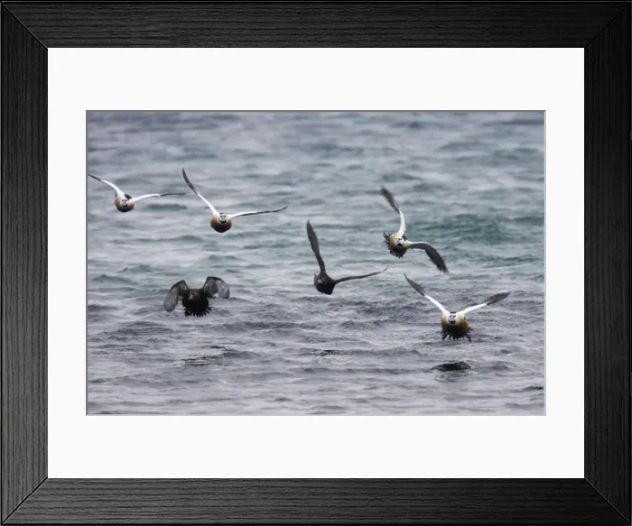 Framed Print : Steller's Eider - Flock coming in to land Polysticta stelleri Varanger Fjord, Norway BI013903 Framed Print : Steller's Eider - Flock coming in to land Polysticta stelleri Varanger Fjord, Norway BI013903