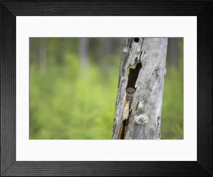 Framed Print : Ural Owl - Chick in Nest Tree Strix uralensis Finland BI014316 Framed Print : Ural Owl - Chick in Nest Tree Strix uralensis Finland BI014316