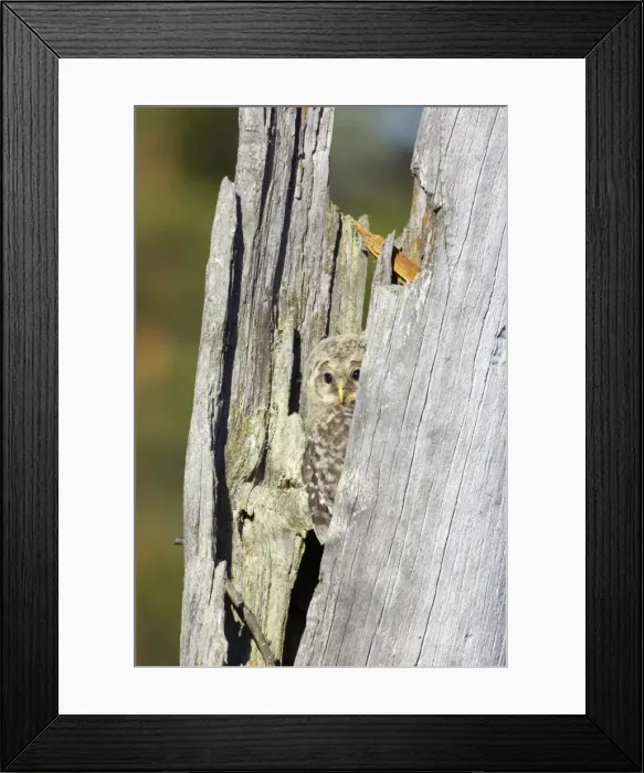Framed Print : Ural Owl - Chick in Nest Tree Strix uralensis Finland BI014325 Framed Print : Ural Owl - Chick in Nest Tree Strix uralensis Finland BI014325