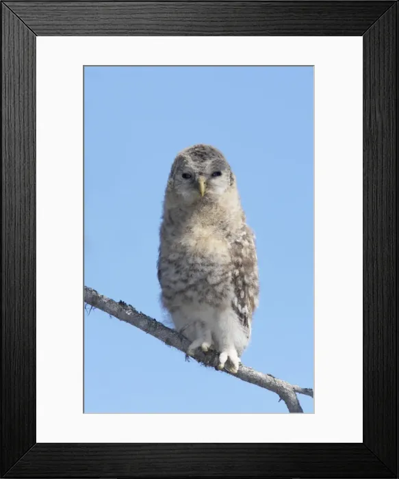 Framed Print : Ural Owl - Chick having just left the nest tree Strix uralensis Finland BI014327 Framed Print : Ural Owl - Chick having just left the nest tree Strix uralensis Finland BI014327