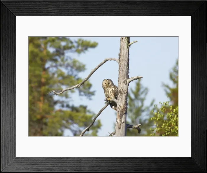Framed Print : Ural Owl Strix uralensis Finland BI014349 Framed Print : Ural Owl Strix uralensis Finland BI014349