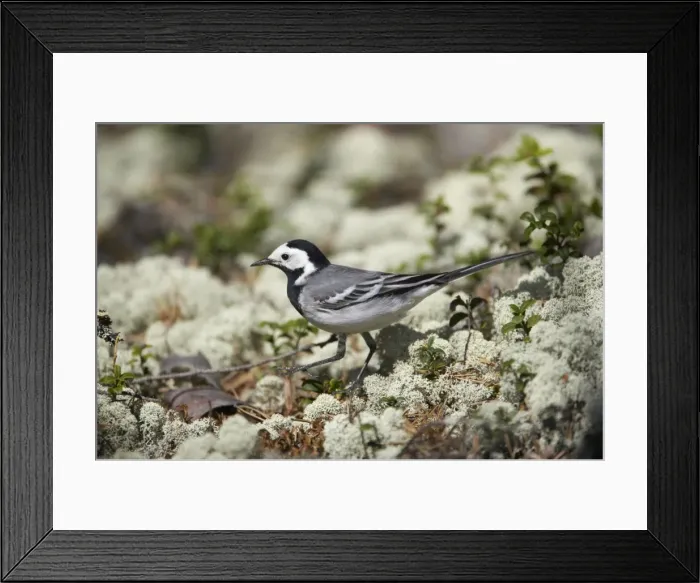 Framed Print : White Wagtail - Hunting for insects on Forest Floor Motacilla alba alba Finland BI014362
