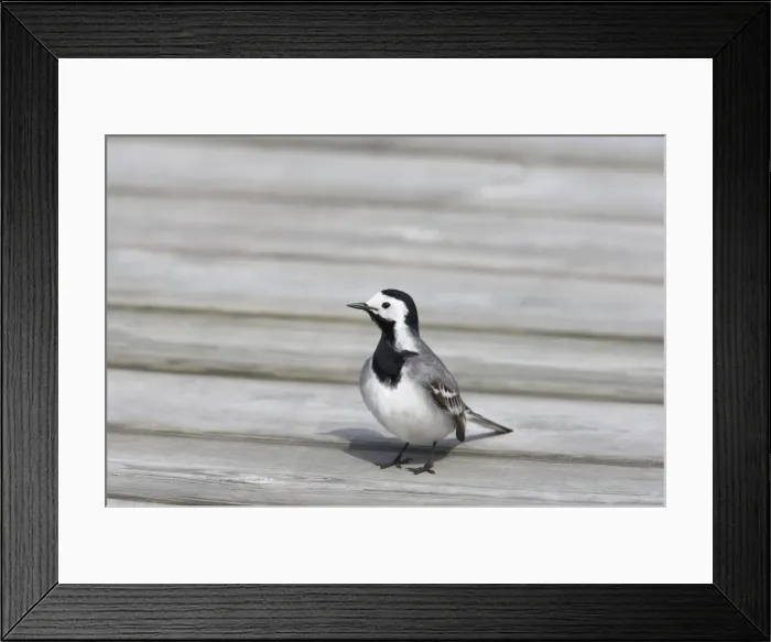 Framed Print : White Wagtail Motacilla alba alba Finland BI014375 Framed Print : White Wagtail Motacilla alba alba Finland BI014375