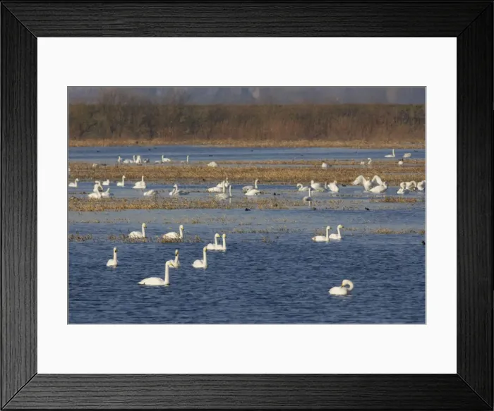 Framed Print : Whooper Swan - Groups on flooded washes Olor cygnus Welney WWT, Ouse Washes Norfolk, UK BI015363 Framed Print : Whooper Swan - Groups on flooded washes Olor cygnus Welney WWT, Ouse Washes Norfolk, UK BI015363
