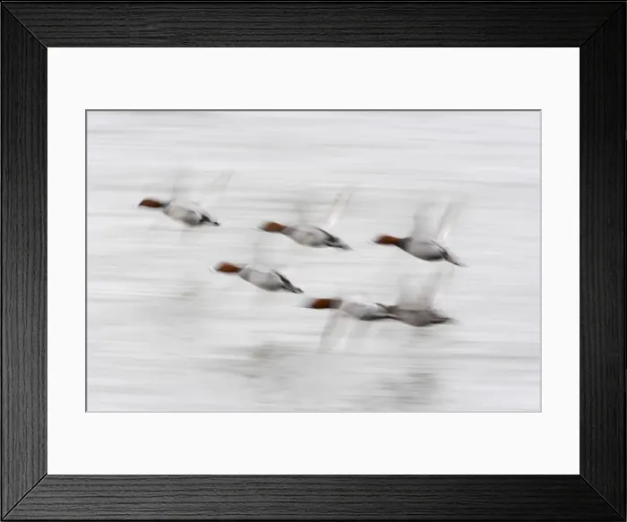 Framed Print : Pochard - In flight, Slow Pan Aythya ferina Welney WWT Reserve Ouse Washes Norfolk, UK BI015429 Framed Print : Pochard - In flight, Slow Pan Aythya ferina Welney WWT Reserve Ouse Washes Norfolk, UK BI015429