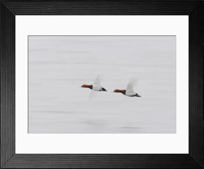 Framed Print : Pochard - In flight, Slow Pan Aythya ferina Welney WWT Reserve Ouse Washes Norfolk, UK BI015432 Framed Print : Pochard - In flight, Slow Pan Aythya ferina Welney WWT Reserve Ouse Washes Norfolk, UK BI015432