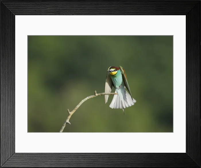 Framed Print : European Bee-Eater - Coming in to land on a perch Merops apiaster Hungary BI015552 Framed Print : European Bee-Eater - Coming in to land on a perch Merops apiaster Hungary BI015552