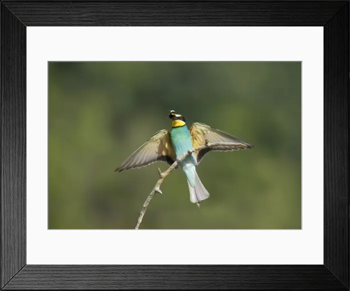 Framed Print : European Bee-Eater - Taking off Merops apiaster Hungary BI015545 Framed Print : European Bee-Eater - Taking off Merops apiaster Hungary BI015545
