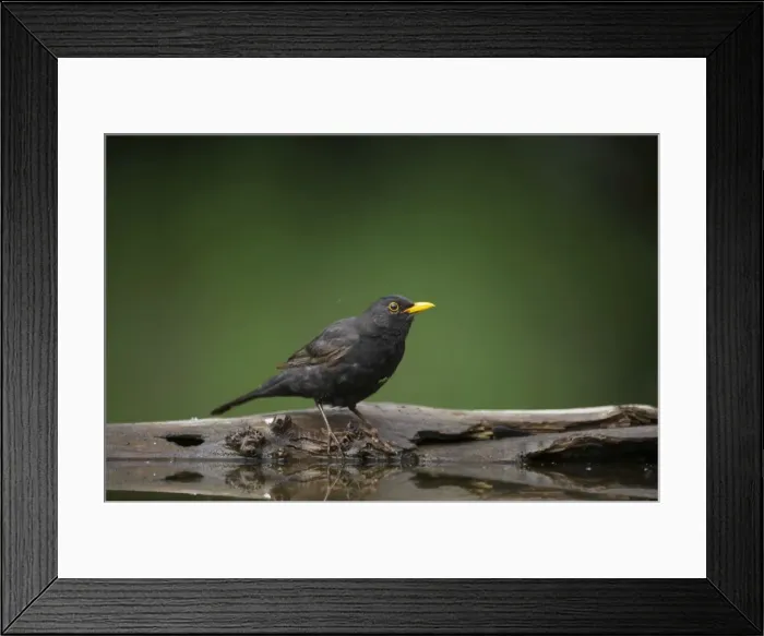 Framed Print : Blackird - Male at forest drinking pool Turdus merula Hungary BI015645 Framed Print : Blackird - Male at forest drinking pool Turdus merula Hungary BI015645