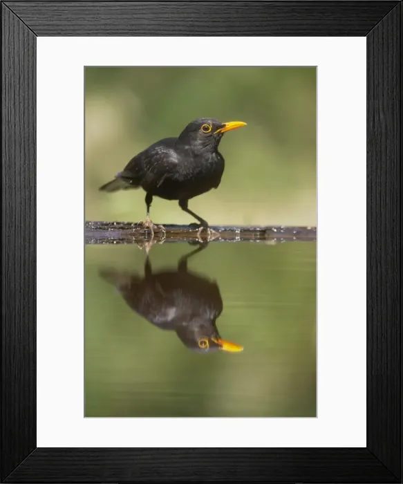 Framed Print : Blackird - Male at forest drinking pool Turdus merula Hungary BI015648 Framed Print : Blackird - Male at forest drinking pool Turdus merula Hungary BI015648