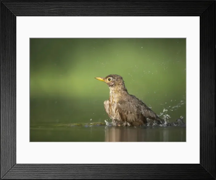 Framed Print : Blackird - Female bathing Turdus merula Hungary BI015663 Framed Print : Blackird - Female bathing Turdus merula Hungary BI015663