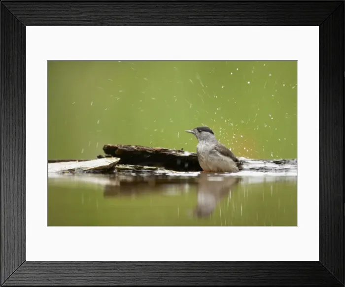 Framed Print : Blackcap - Male bathing in forest pool Sylvia atricapilla Hungary BI015706 Framed Print : Blackcap - Male bathing in forest pool Sylvia atricapilla Hungary BI015706