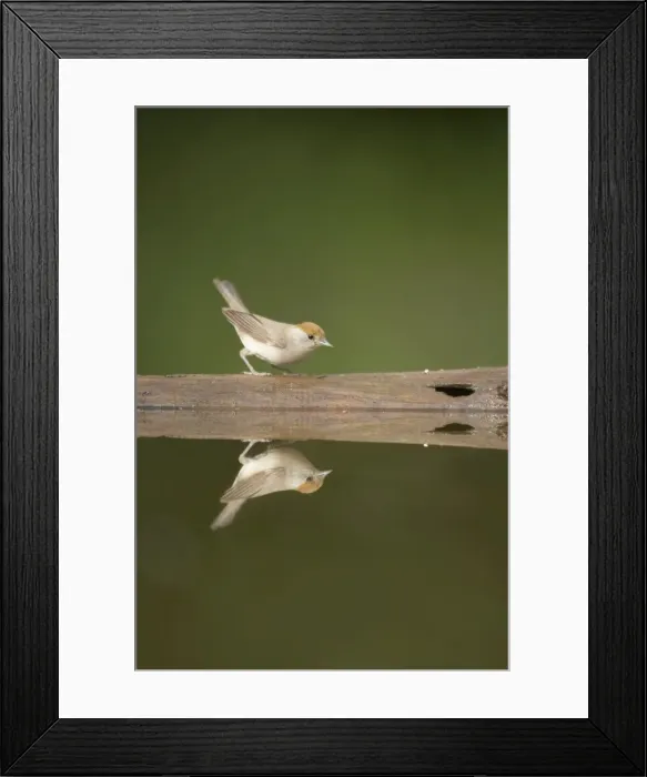 Framed Print : Blackcap - Female at forest pool Sylvia atricapilla Hungary BI015714 Framed Print : Blackcap - Female at forest pool Sylvia atricapilla Hungary BI015714