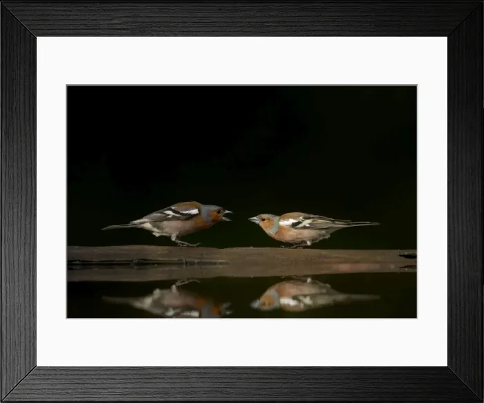 Framed Print : Chaffinch - Males in conflict at forest pool Fringilla coelebs Hungary BI015759 Framed Print : Chaffinch - Males in conflict at forest pool Fringilla coelebs Hungary BI015759