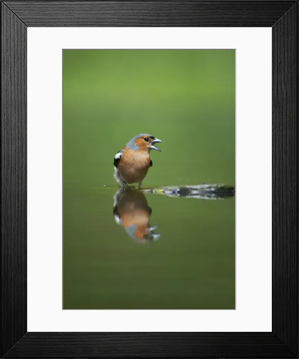 Framed Print : Chaffinch - Male reflected in forest pool Fringilla coelebs Hungary BI015777 Framed Print : Chaffinch - Male reflected in forest pool Fringilla coelebs Hungary BI015777