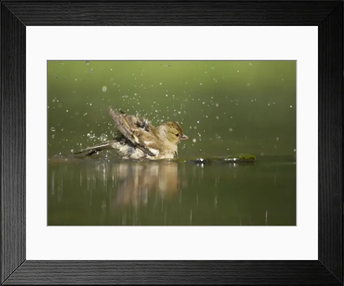 Framed Print : Chaffinch - Female washing in forest pool Fringilla coelebs Hungary BI015785 Framed Print : Chaffinch - Female washing in forest pool Fringilla coelebs Hungary BI015785