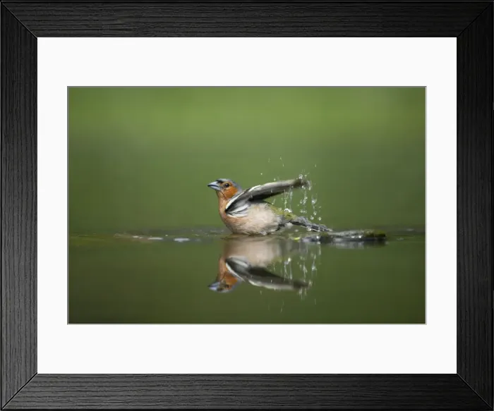 Framed Print : Chaffinch - Male bathing in forest pool Fringilla coelebs Hungary BI015827 Framed Print : Chaffinch - Male bathing in forest pool Fringilla coelebs Hungary BI015827