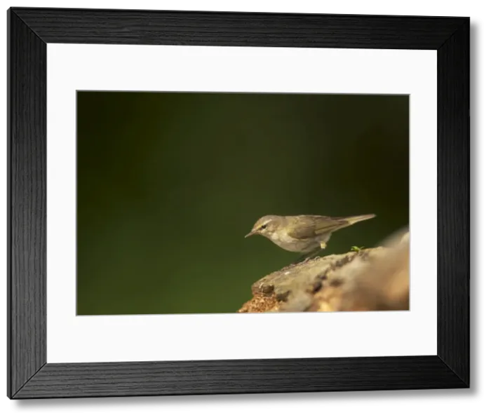 Framed Print : Chiffchaff Phylloscopus collybita Hungary BI015842 Framed Print : Chiffchaff Phylloscopus collybita Hungary BI015842