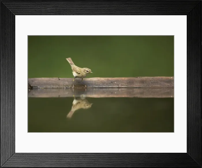 Framed Print : Chiffchaff - At forest pool Phylloscopus collybita Hungary BI015846 Framed Print : Chiffchaff - At forest pool Phylloscopus collybita Hungary BI015846