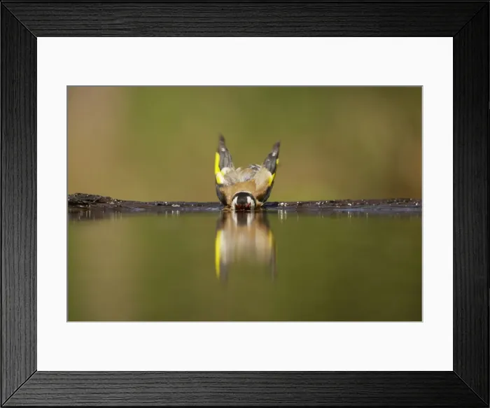 Framed Print : Goldfinch - Bathing in forest pool Carduelis carduelis Hungary BI015883 Framed Print : Goldfinch - Bathing in forest pool Carduelis carduelis Hungary BI015883