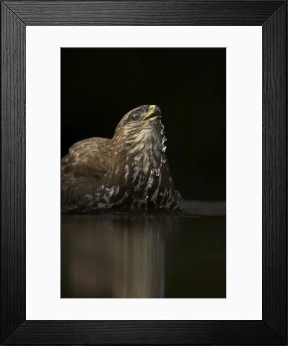 Framed Print : Common Buzzard - Bathing in forest pool Buteo buteo Hungary BI015903 Framed Print : Common Buzzard - Bathing in forest pool Buteo buteo Hungary BI015903